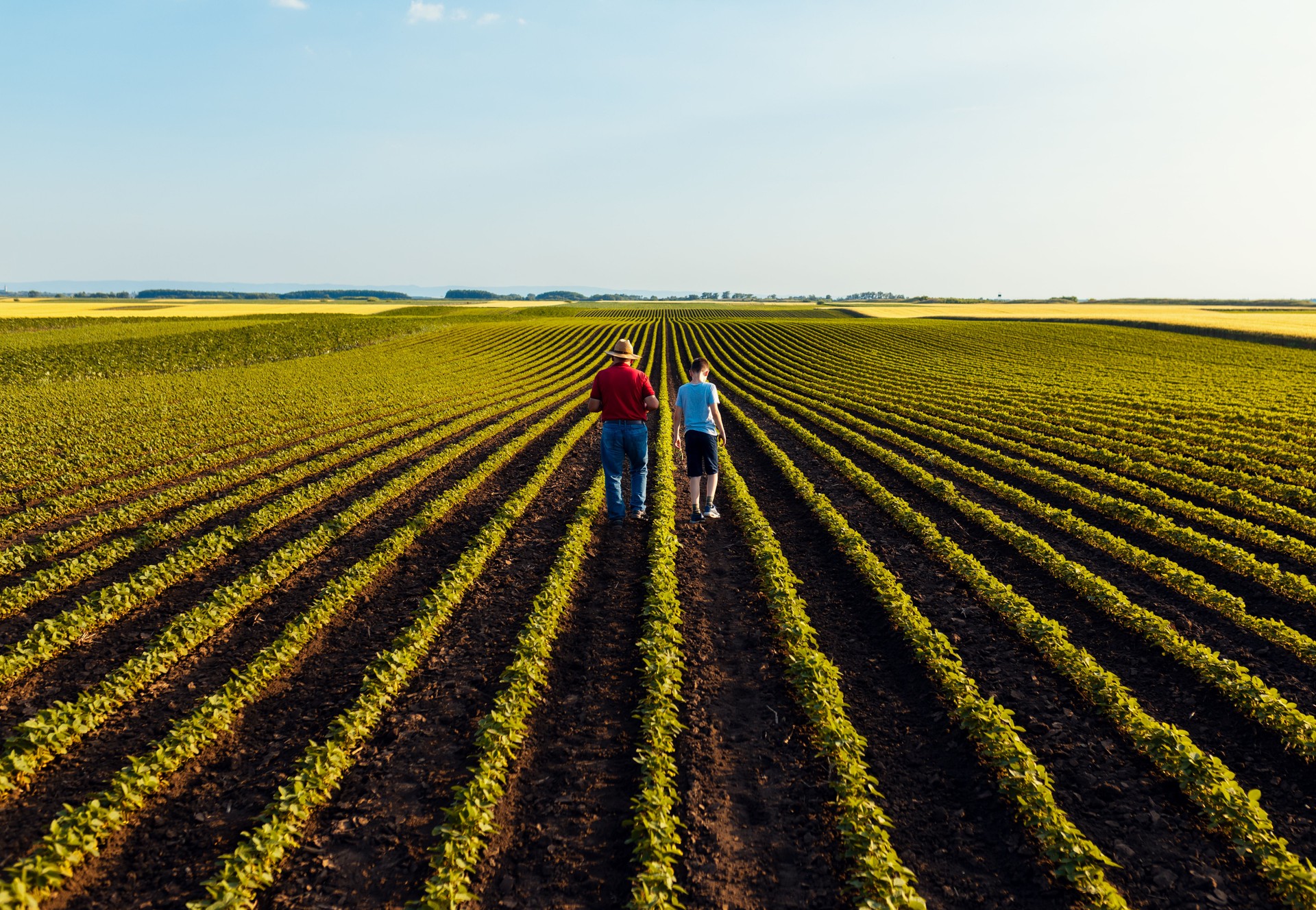 Rear view of senior farmer with his grandson walking in green soybean field examining crop at sunset.